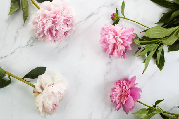 istock Beautiful pink peonies on marble background top view, flat lay 1253257973