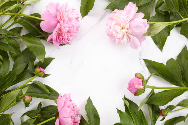 istock Beautiful pink peonies on marble background top view, flat lay 1253258641
