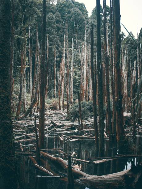 istock dead and flooded forest in taichung, taiwan 1253259086