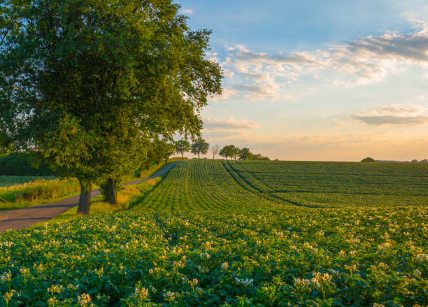 夏の夕日の光の中で雲と青空の下の丘の斜面に咲くジャガイモの植物と緑のフィールド - landscape hill green grass ストックフォトと画像