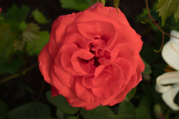 bocciolo di rosa arbustivo in fiore - potted plant hibiscus herb beauty in nature foto e immagini stock