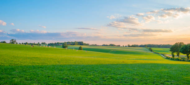 istock Grassy fields and trees with lush green foliage in green rolling hills below a blue sky in the light of sunset in summer 1253260426