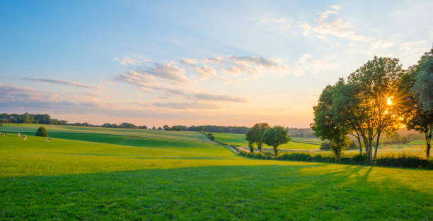 Grassy fields and trees with lush green foliage in green rolling hills below a blue sky in the light of sunset in summer stock photo