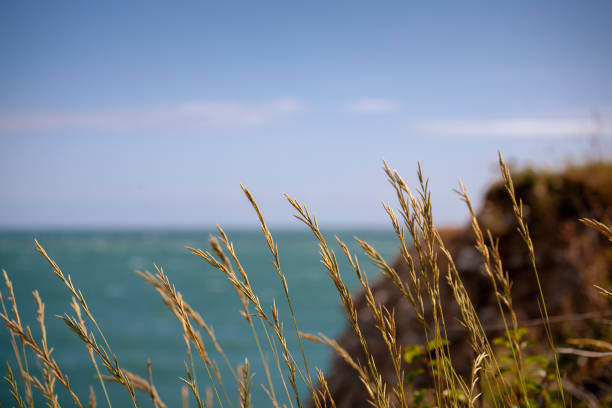 Tall grass blowing in the wind on a summers day on the souther coast of England, UK.