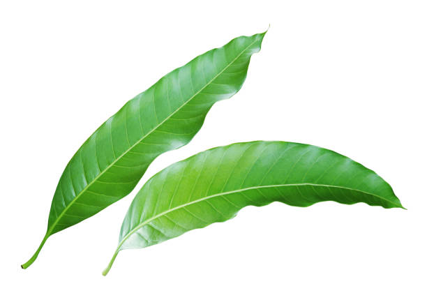 istock Fresh Green Mango Leaves Isolated on White Background with Clipping Path 1253261677