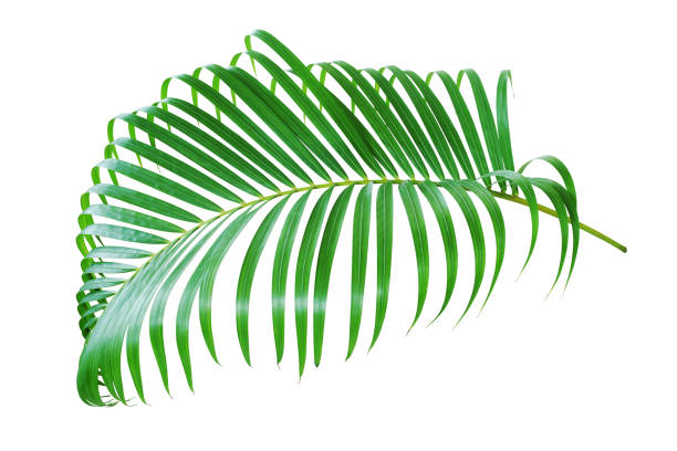 istock Tropical Palm Leaf Isolated on White Background with Clipping Path 1253261739