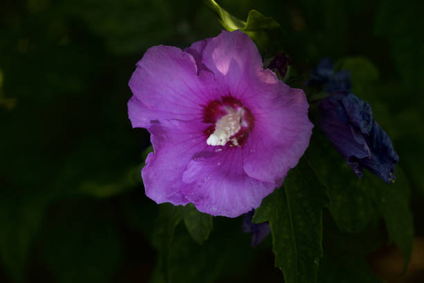 Purple hibiscus flower in the dark