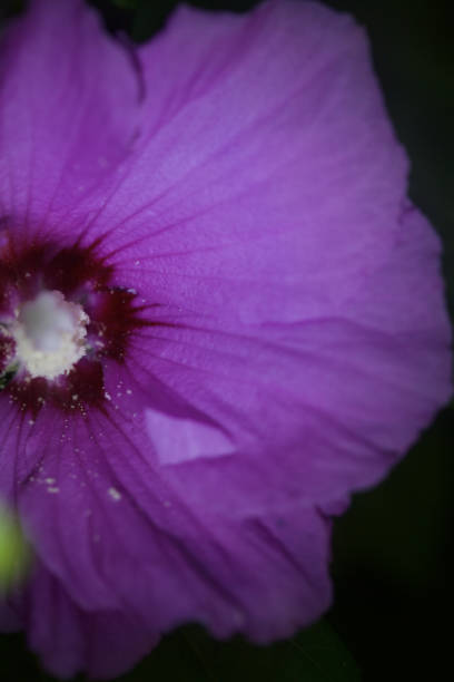 istock Purple hibiscus flower in the dark 1253262237