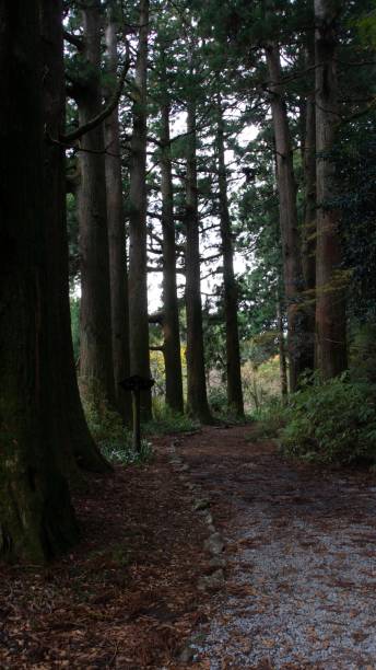 istock Ancient cedar avenue in Hakone, Japan during day time. 1253263485