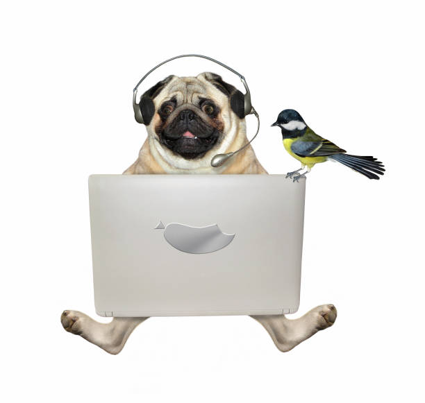istock Pug in headphones works with laptop 2 1253263861