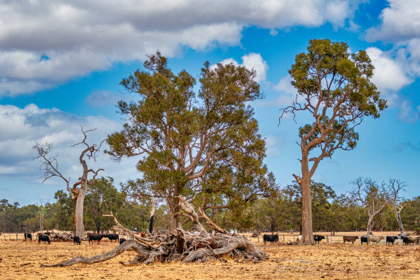 istock Cows grazing in the meadow at country WA Perth 1253265436