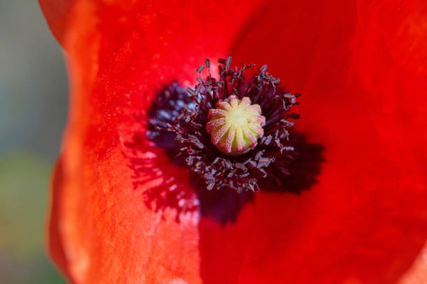 istock Red poppy flower close up 1253265869