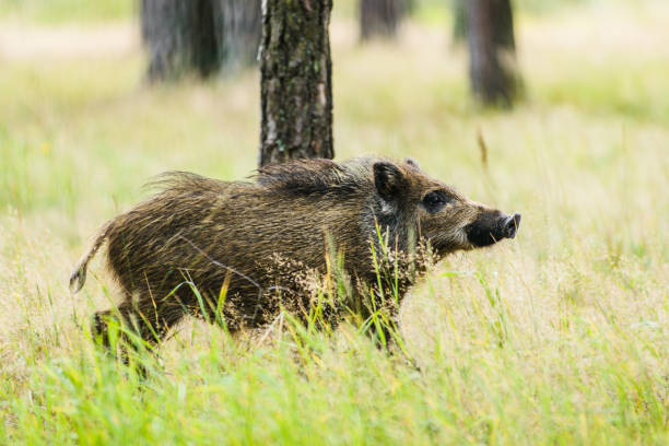 istock Young wild boar in green forest in summer 1253265883