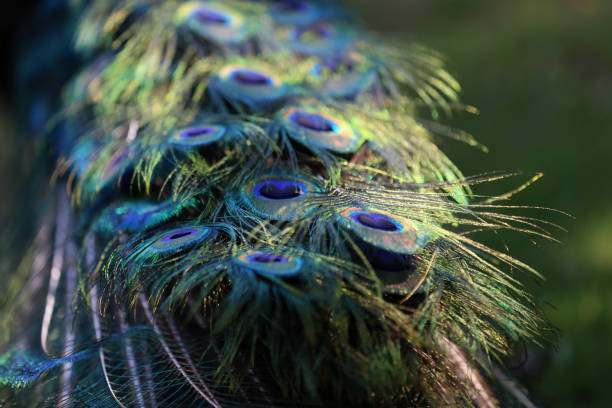 istock Colorful patterns of thousands of beautiful birds 1253266107