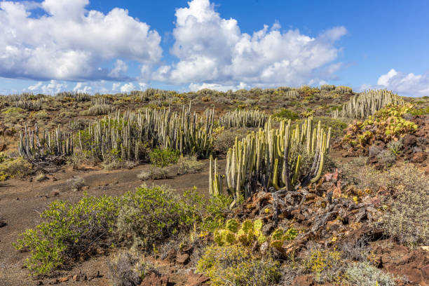 istock Volcanic desert landscape with cactuses and mountains, Canary Islands, Spain 1253267890