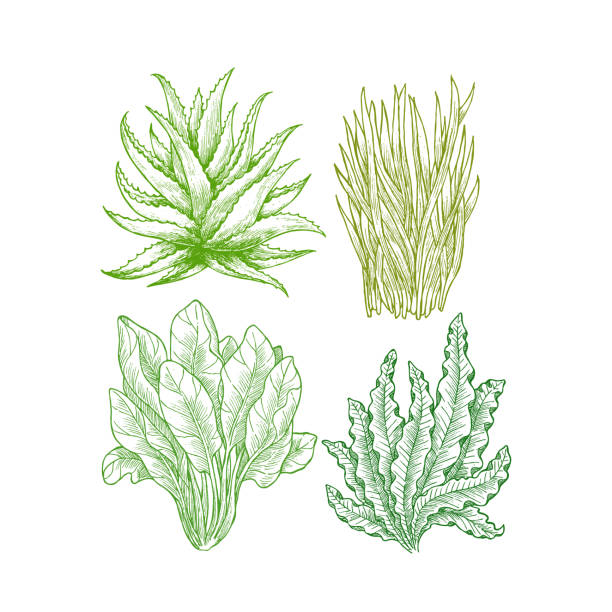 ilustrações, clipart, desenhos animados e ícones de ilustração super verdes. aloe, grama de trigo, espinafre, espirulina (algas). plantas verdes. - spirulina bacterium seaweed food clipping path