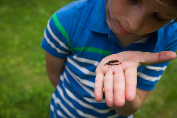 boy holding and exploring lizard in nature, eco-friendly lifestyle, kid learning nature