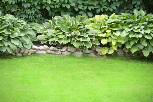 istock Beautiful garden with green grass 1253269433