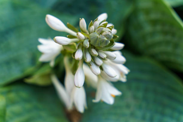 Plantain lily in bud bokeh background