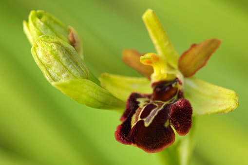 Early spring flower. Early Spider Orchid, Ophrys sphegodes, flowering European terrestrial wild orchid, nature habitat, detail of bloom, green clear background, Austria