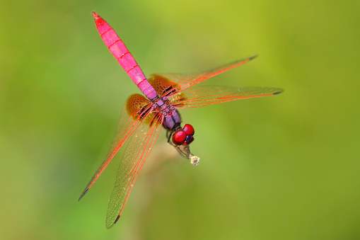 Pink dragonfly from Sri Lanka. Crimson dropwing, Trithemis aurora, sitting on the green leaves. Beautiful dragon fly in the nature habitat. Nice insect from Asia. Summer day in the nature.