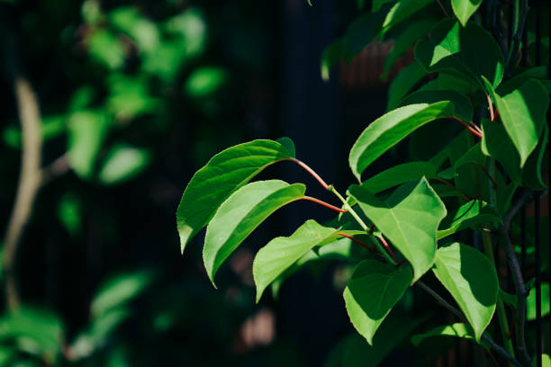 istock Green leaves in the garden 1253270090