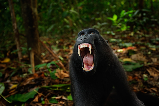 Mono negro con boca abierta con diente grande, sentado en el hábitat natural Celebes crestado Macaco, Macaca nigra en el bosque tropical, fotografía de animales de gran angular, Tangkoko, Sulawesi, Indonesia photo