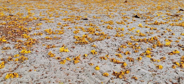 Yellow flower on white sand