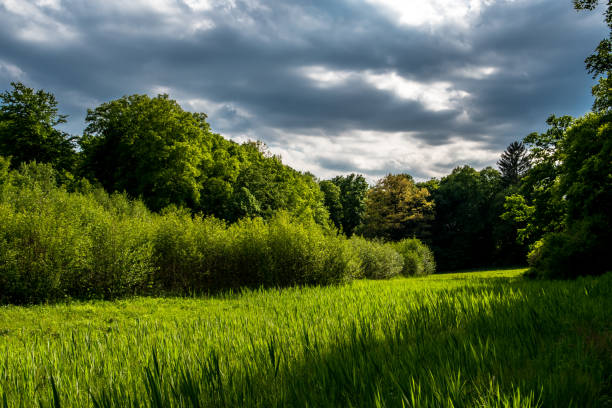 Sunlit Landscape With Deciduous Forest And Green Swamp Meadow In Austria