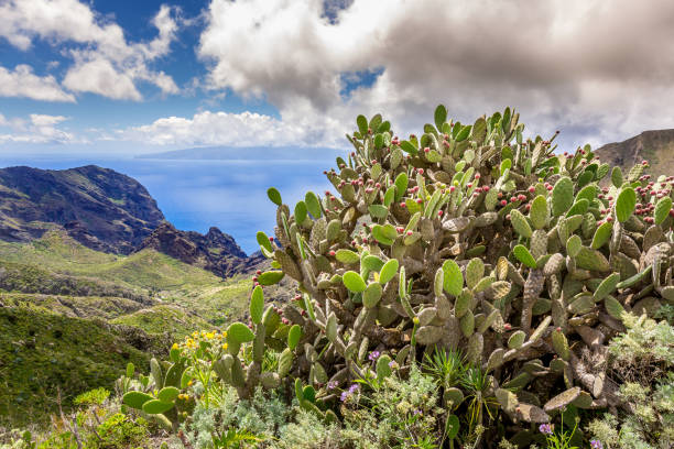 istock Coastal landsacape and prickly cactus, Canary islands, Spain 1253270995