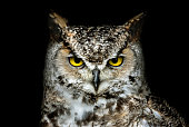 istock Canadian Great Horned Owl (Bubo virginianus) 1253270999