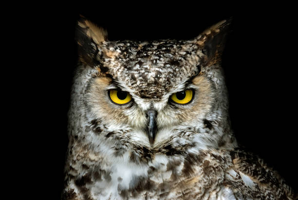 Canadian Great Horned Owl (Bubo virginianus) Portrait of a Canadian Great Horned Owl (Bubo virginianus) against a black background. canadian culture photos stock pictures, royalty-free photos & images