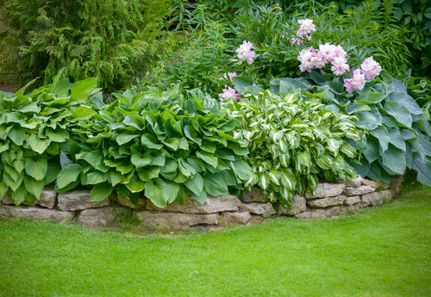 istock Beautiful garden with green grass 1253271145