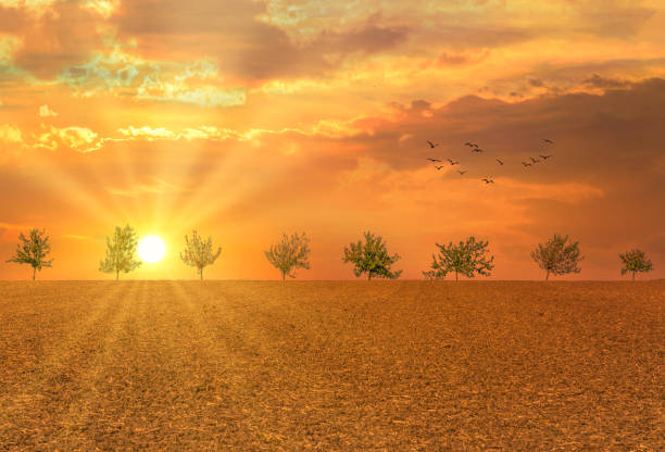 Agricultural field during a dramatic evening sunset with trees and birds in the background