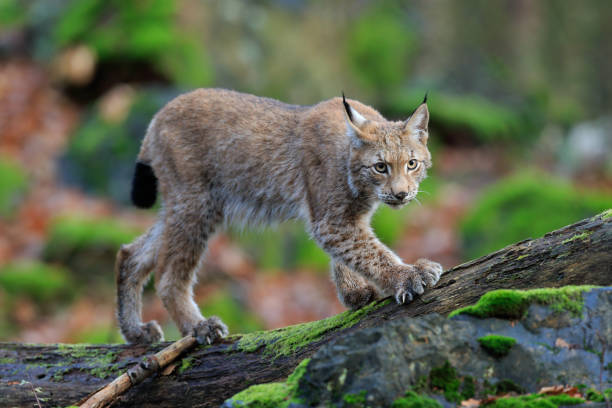 istock Walking wild cat Eurasian Lynx in green forest 1253273049