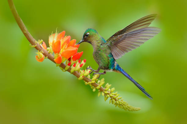 istock Hummingbird Long-tailed Sylph, Aglaiocercus kingi, with long blue tail feeding nectar from orange flower, beautiful action scene with open wings,. Bird in the nature tropic mountain habitat, Ecuador 1253273058