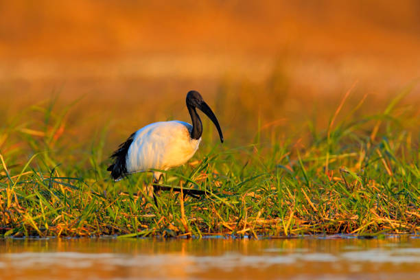 sacré ibis, threskiornis aethiopicus, oiseau blanc à la tête noire. ibis nourrir la nourriture dans le lac. beau soleil du matin avec l’oiseau. scène de faune de chobe, botswana. - animal beak bird wading photos et images de collection