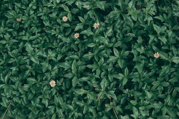 Tropical green leaf background, Dark tone theme.