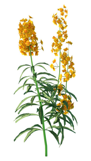 istock 3D illustration wallflower plants on white 1253274136