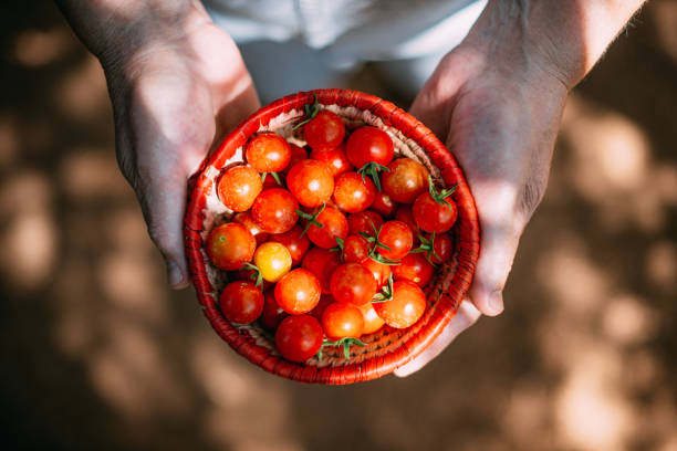 picking bio kirschtomaten - cherry tomato fotos stock-fotos und bilder