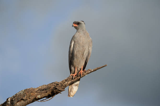 istock Goshawk eastern pale chanting goshawk or Somali chanting goshawk Melierax poliopterus Dark chanting goshawk Melierax metabates 1253274945