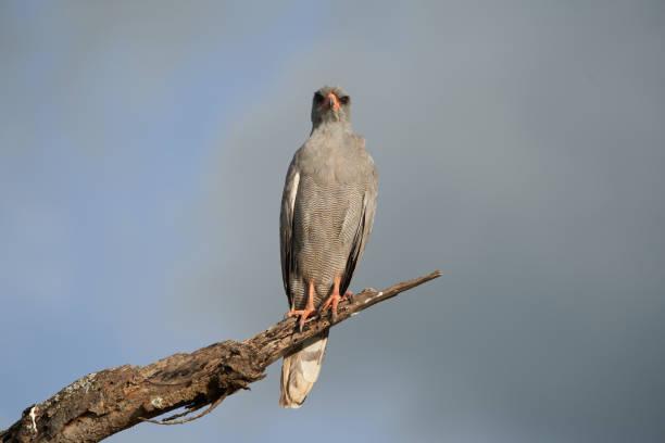 Goshawk eastern pale chanting goshawk or Somali chanting goshawk Melierax poliopterus Dark chanting goshawk Melierax metabates