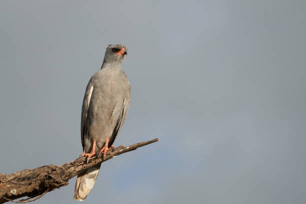 istock Goshawk eastern pale chanting goshawk or Somali chanting goshawk Melierax poliopterus Dark chanting goshawk Melierax metabates 1253275548