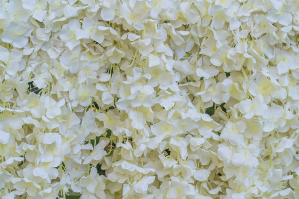 flor artificial y flores blancas textura de pared para el fondo de la boda - 16611 fotografías e imágenes de stock