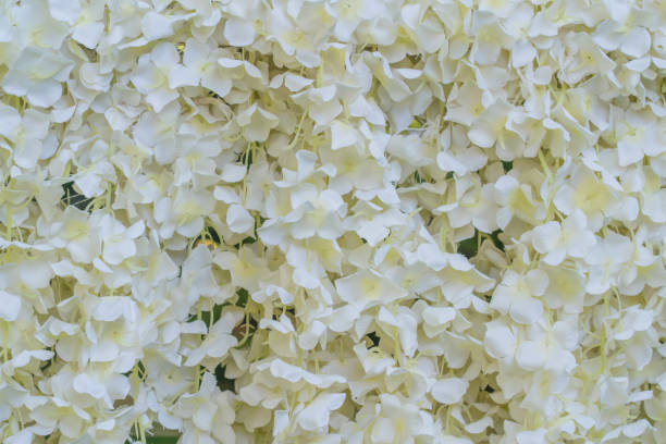 texture artificielle de mur de fleur et de fleurs blanches pour le fond de mariage - 16611 photos et images de collection