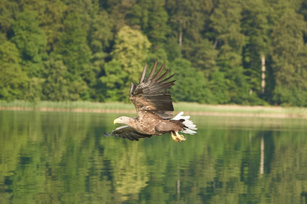 istock White tailed Eagle Catching eel Raptor Lake Hunting.Feather Perfection Fish 1253275651