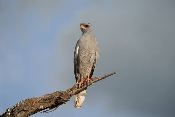 istock Goshawk eastern pale chanting goshawk or Somali chanting goshawk Melierax poliopterus Dark chanting goshawk Melierax metabates 1253275772