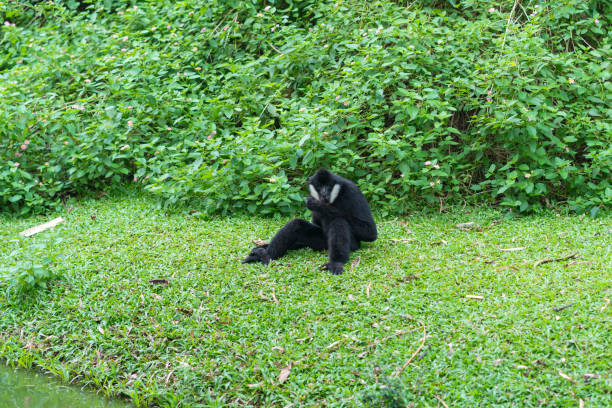 weiße wange gibbon oder lar gibbon sitzen und entspannen auf dem gras im offenen zoo - 16085 stock-fotos und bilder