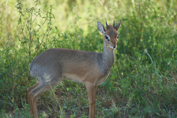 istock Cute Dik Dik Africa Safari Gras Wild 1253276058