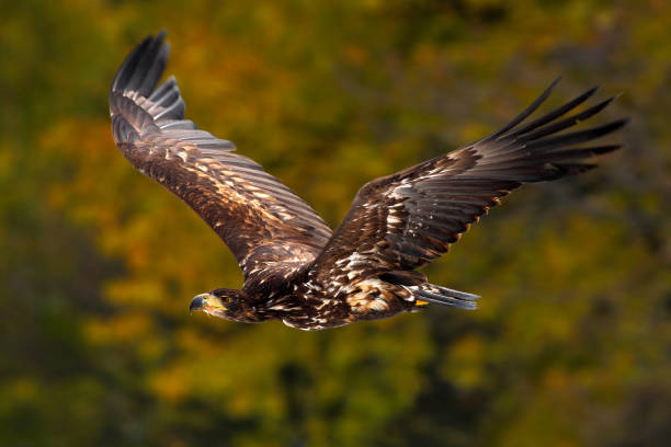 istock Eagle in fly. White-tailed Eagle, Haliaeetus albicilla, flight above the water river, bird of prey with forest in background, animal in the nature habitat, wildlife, Poland 1253276133